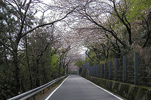 川奈港付近の桜のトンネル