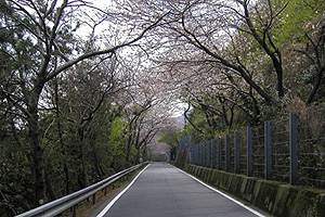 川奈港付近の桜のトンネル 川奈港付近の桜のトンネル